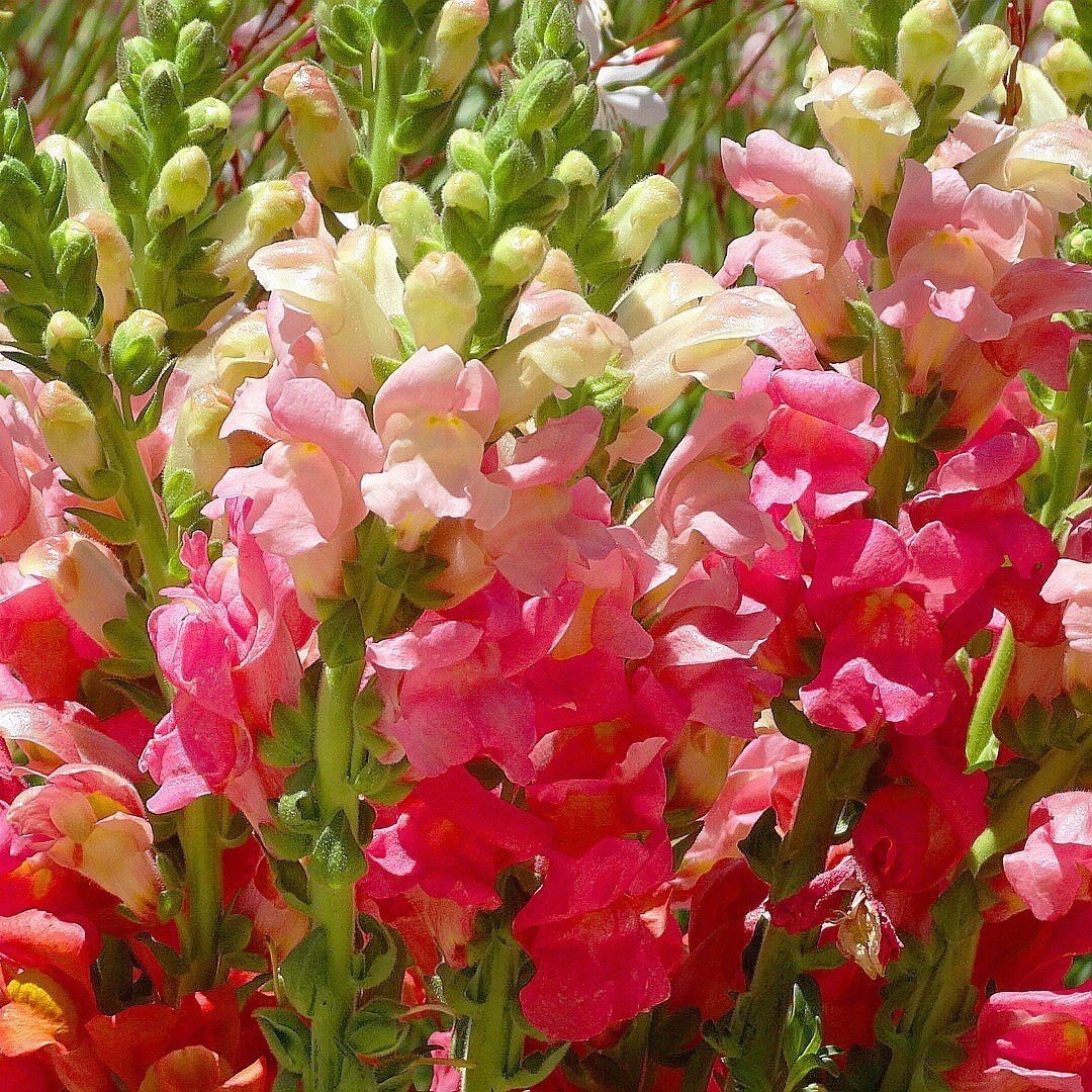 Antirrhinum Rainbow Mixed Karışık Aslanağzı Çiçeği Tohumu(200 tohum)