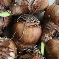 Hafif Kokulu Quail Nergis Soğanı (3 adet)