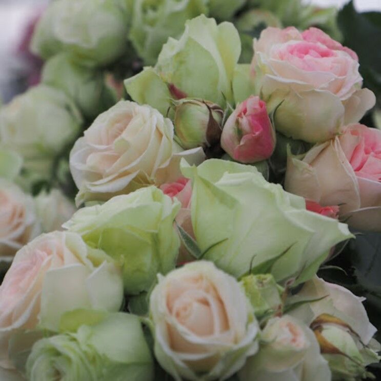 Tüplü Koleksiyonluk Çok Goncalı Aşılı Patricia Yediveren Gül Fidanı