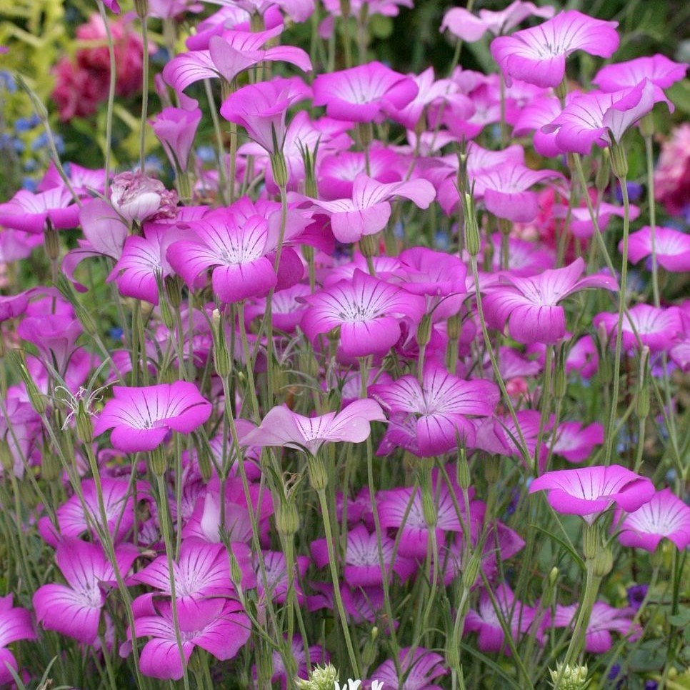 Lila Renginde Rosea Agrostemma Çiçeği Tohumu(25 tohum)