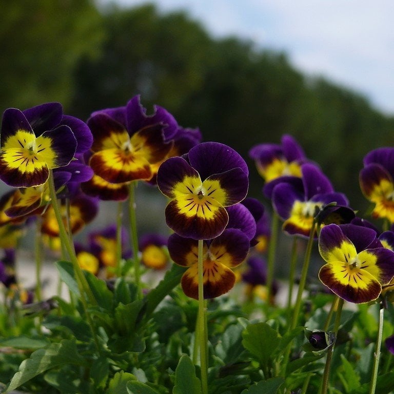 Renklerin Dansı Menekşe Çiçeği Tohumu (100 tohum)