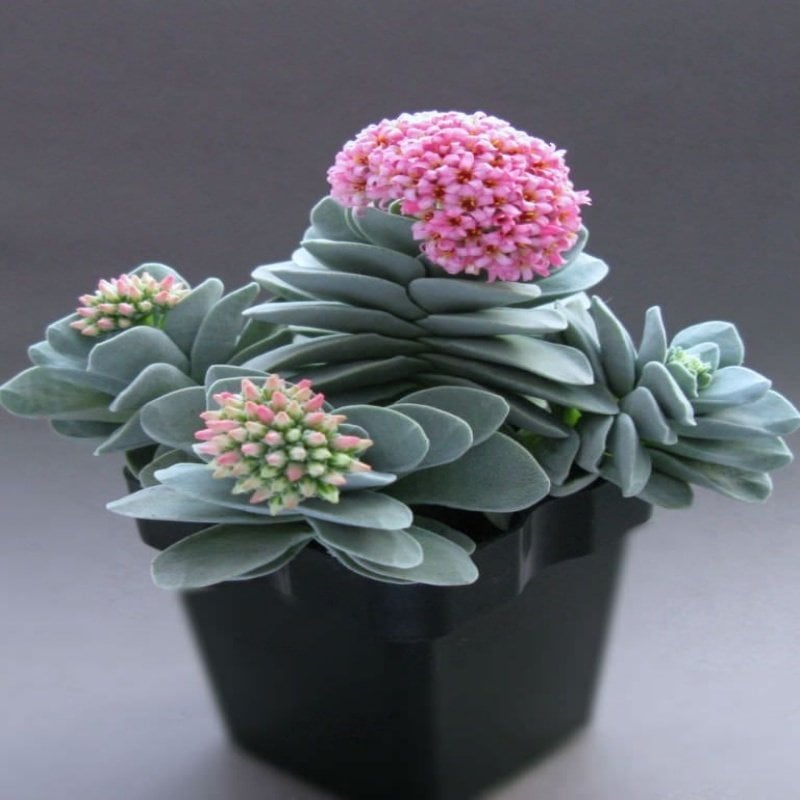 Crassula Morgans Sukulent (5.5 Luk Saksıda)