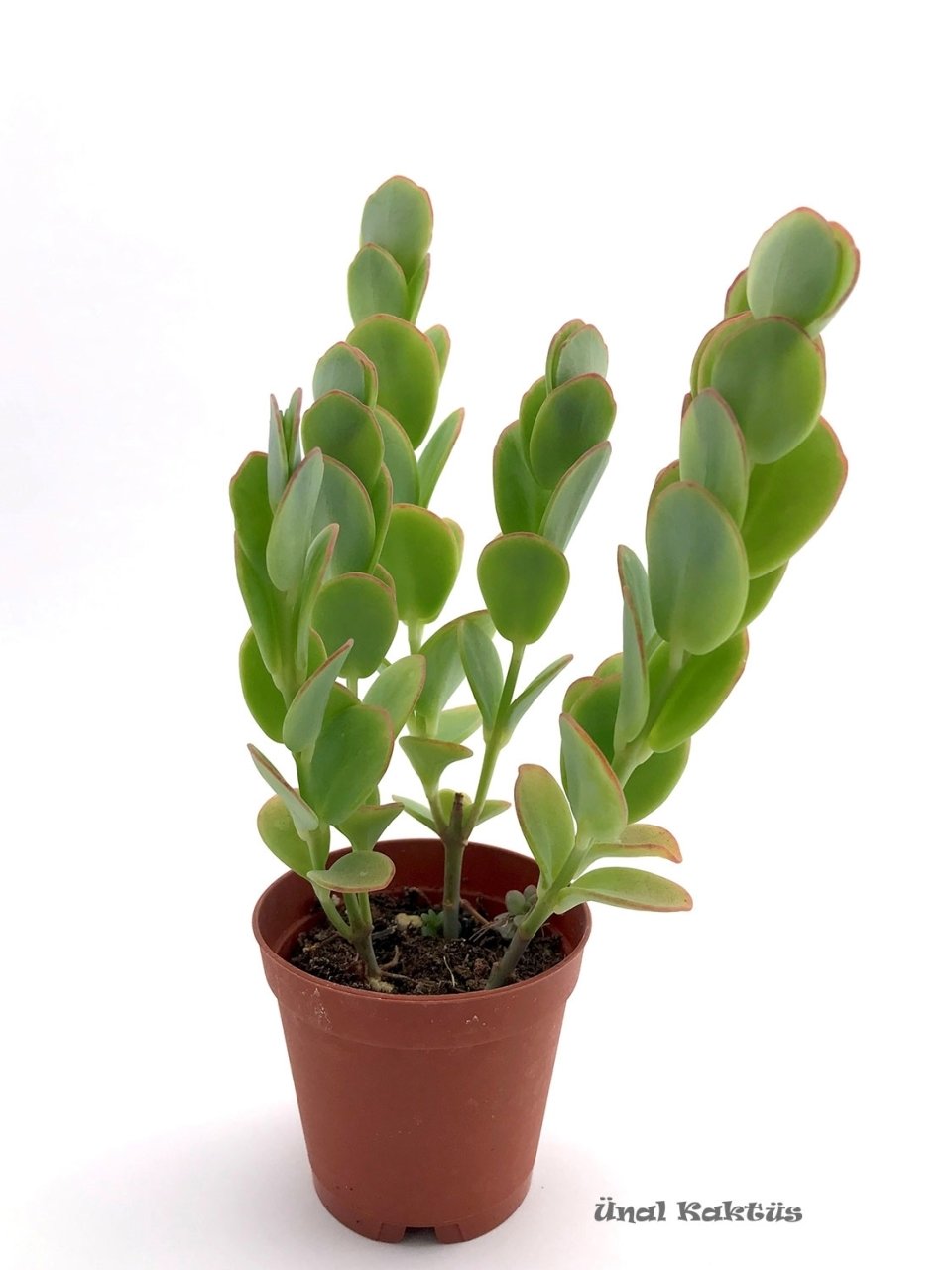 Kalanchoe Marnieriana Sukulent Kırmızı Çiçekli  Nadir Çeşit(5.5 Luk Saksıda)