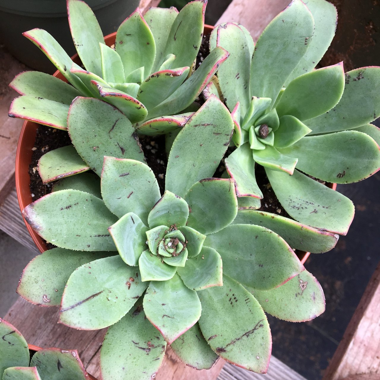 Aeonium Haworthii Sukulent Nadir Çeşit(5.5 Luk Saksıda)