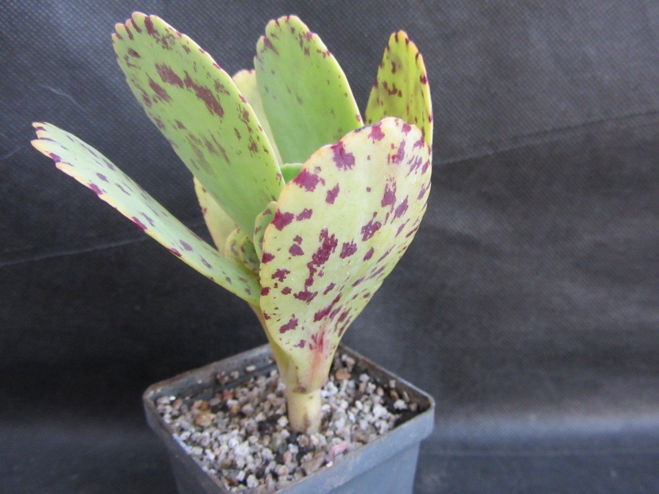 Alaca Yapraklı Kalanchoe Marmorata Sukulent Nadir Çeşit (5.5 Luk Saksıda)