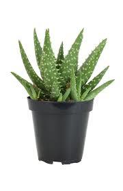 Aleo Crosby Sukulent Batmayan Dikenler Nadir Çeşit (5.5 Luk Saksıda)