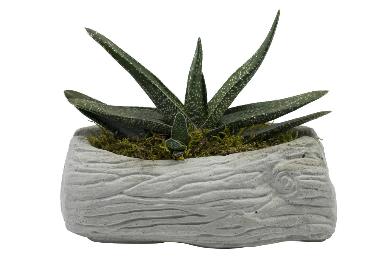 Aloe X Aşkların Dansı Nadir Çeşit Sukulent (5.5 Luk Saksıda)