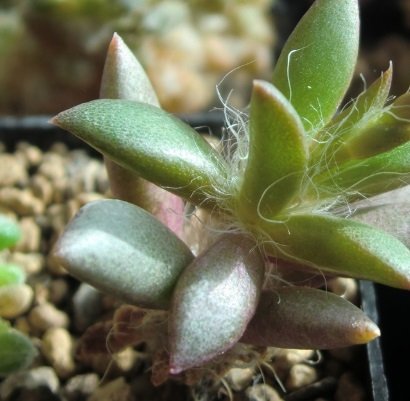 Anacampseros Retusa Nadir Çeşit Sukulent (5. Luk Saksıda)