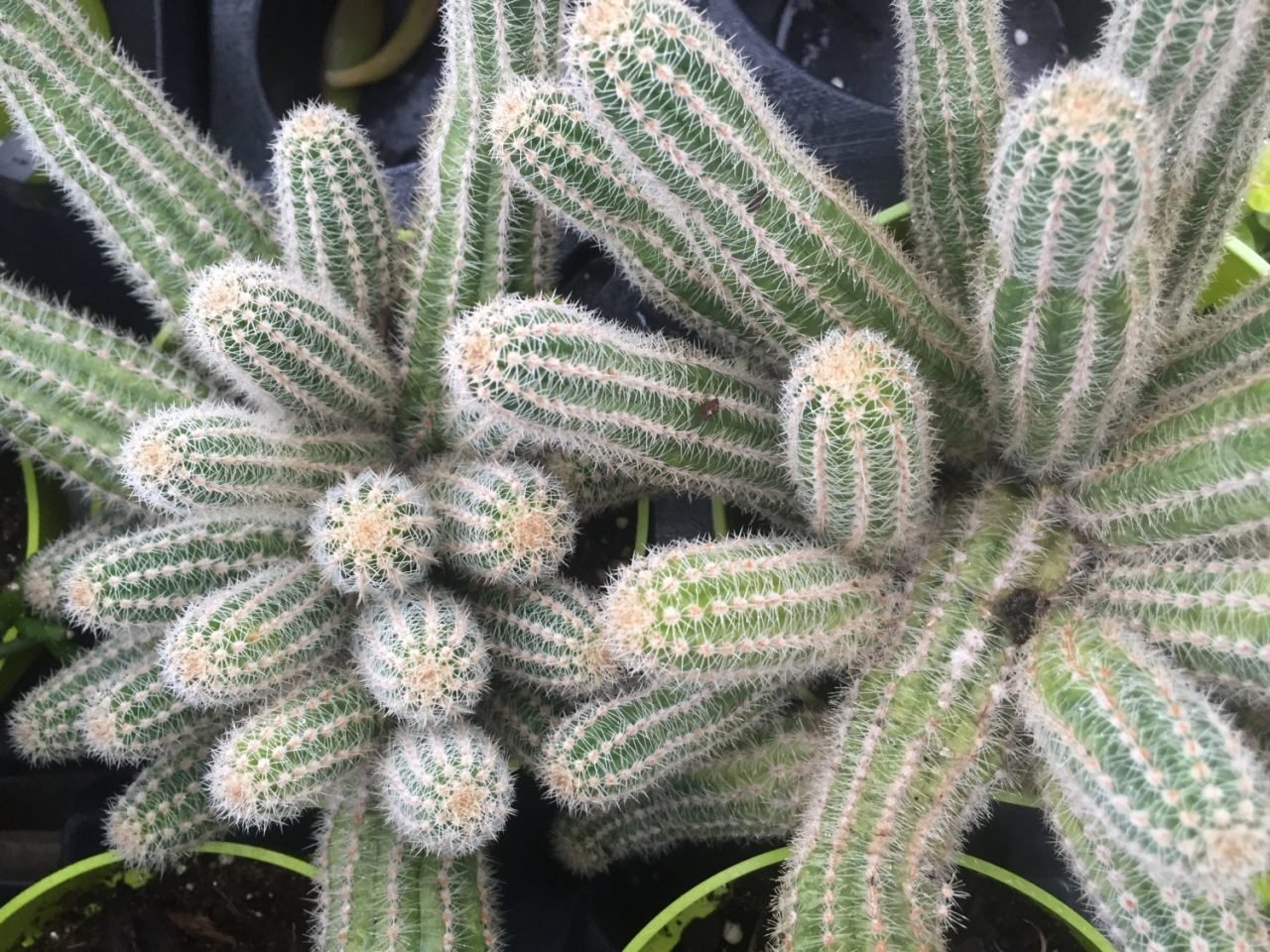 Bol Yavrulu Mammillaria Elongata Lady Finger Dikenli Kaktüs (5.5 Luk Saksıda)