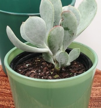 Cotyledon Elisa Sukulent Kırmızı Çiçekli Nadir Çeşit Sukulent (5. Luk Saksıda)