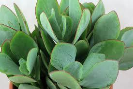 Crassula Arborescens Undulatifolia Nadir Çeşit Sukulent (5.5 Luk Saksıda)