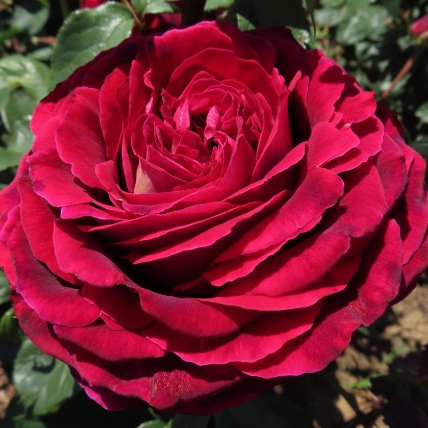 Tüplü Yediveren Kokulu Emma Gül Fidanı