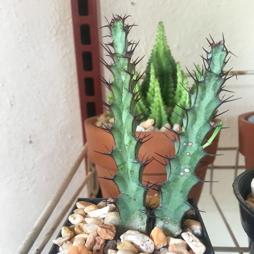 Euphorbia Greenwayi  Dilenli Kaktüs (5. Luk Saksıda)