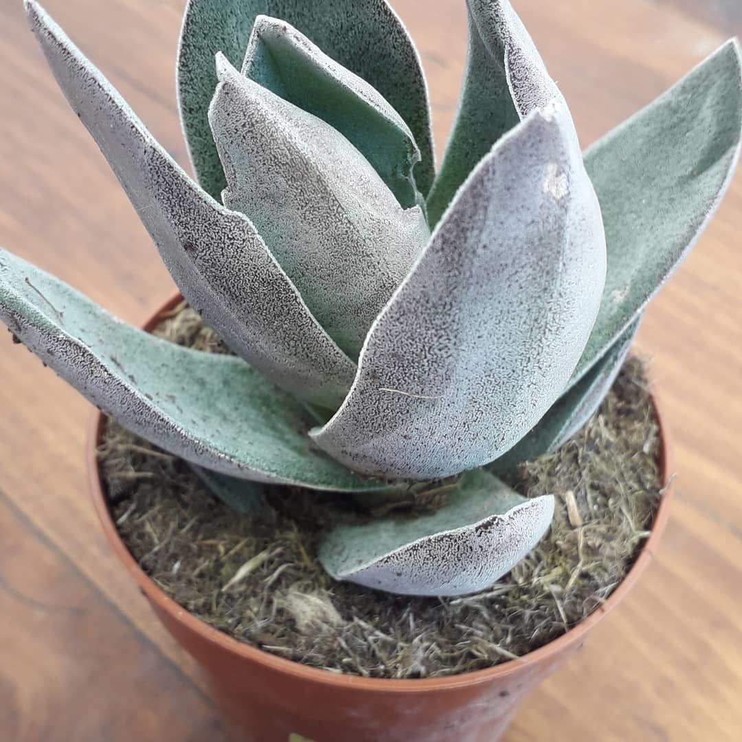 Crassula Hibrit Özel Çeşit Sukulent (5. Luk Saksıda)