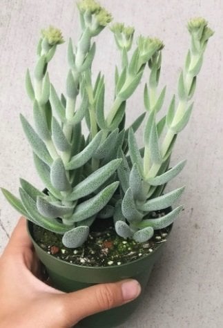 Crassula Jade Mesembryanthemoides  Nadir Çeşit Sukulent (5. Luk Saksıda)