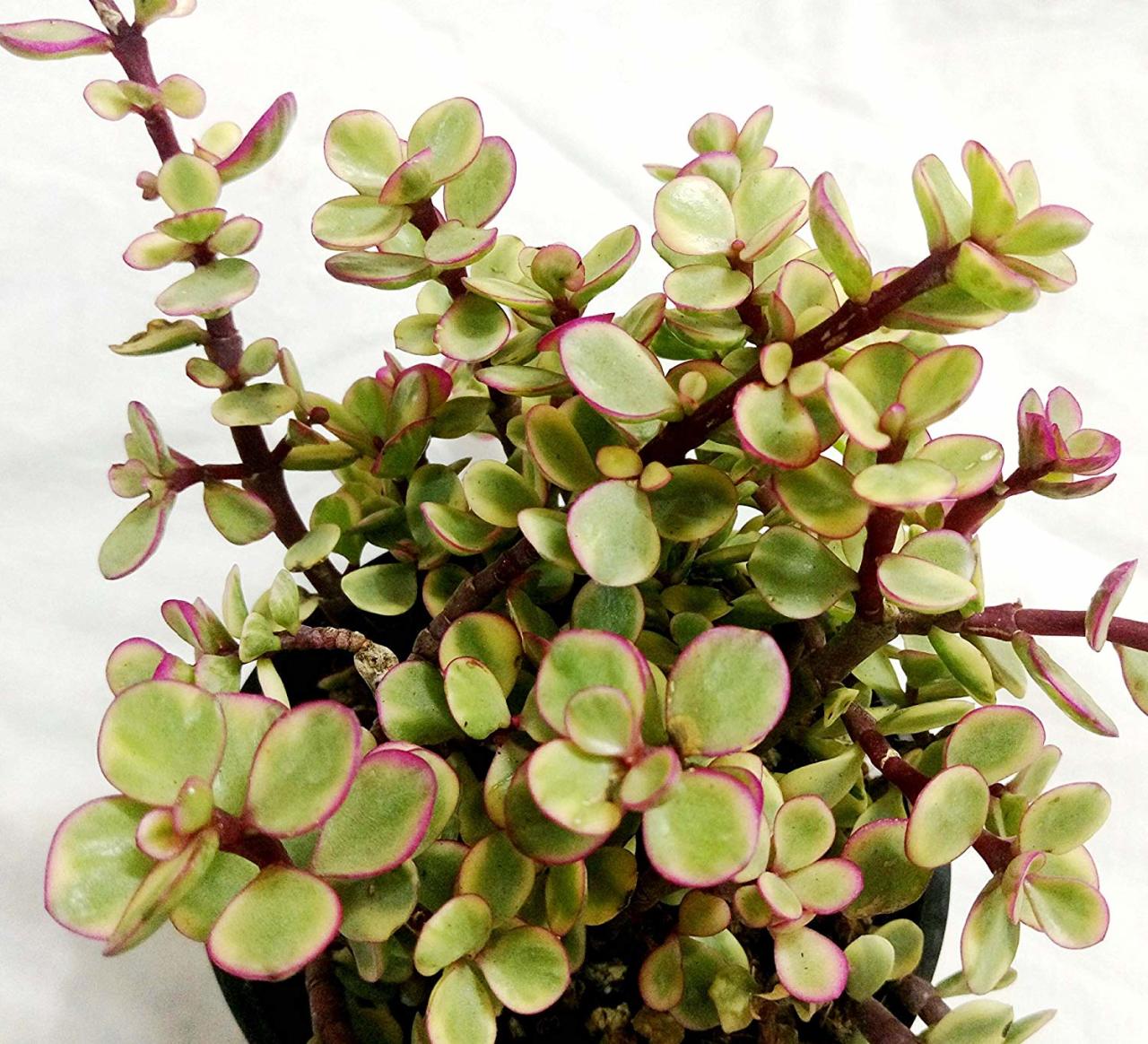 Crassula Portulaca Afra  Nadir Çeşit Sukulent (5.5 Luk Saksıda)