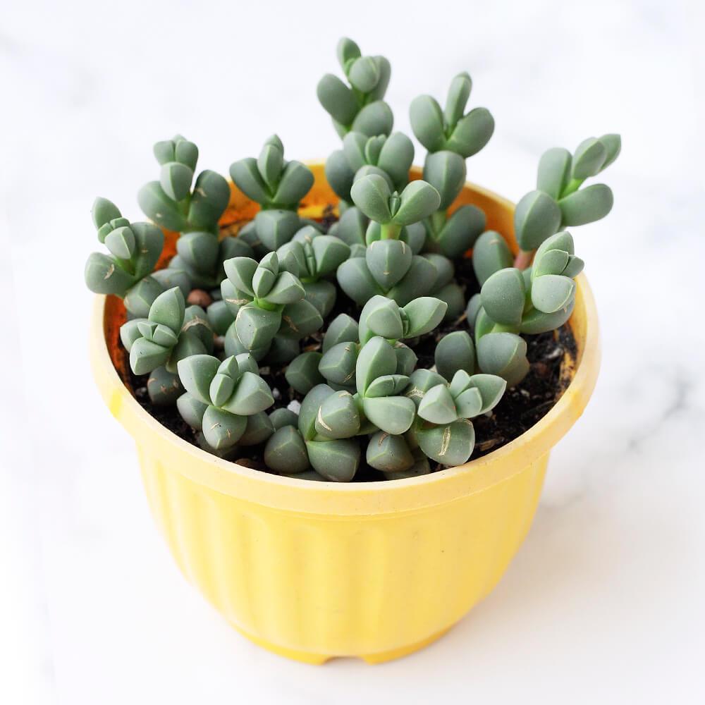 Delosperma Lehmannii Nadir Çeşit Sukulent (5. Luk Saksıda)