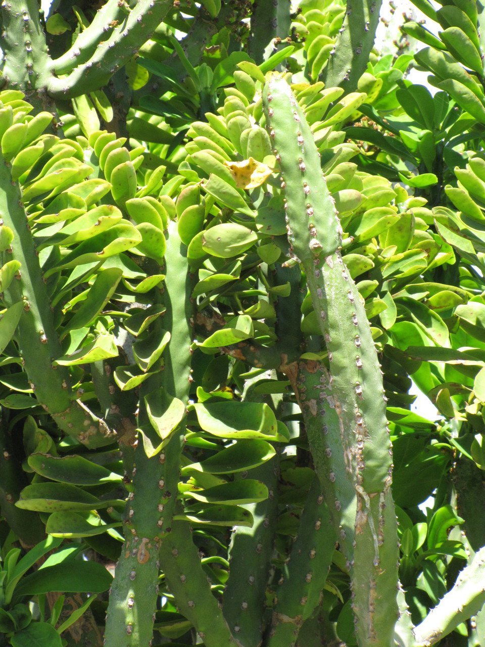 Dikensiz Euphorbia Neriifolia Kaktüs (5.5 Luk Saksıda)