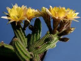 Echinopsis Chamaecereus Yellow Bird Kaktüs İri Sarı Çiçekli (5.5 luk Saksıda)