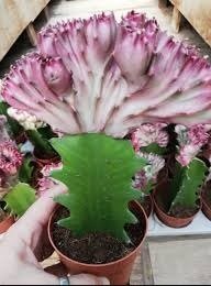 Euphorbia Lactea Özel Çeşit Kaktüs(5.5 Luk Saksıda)
