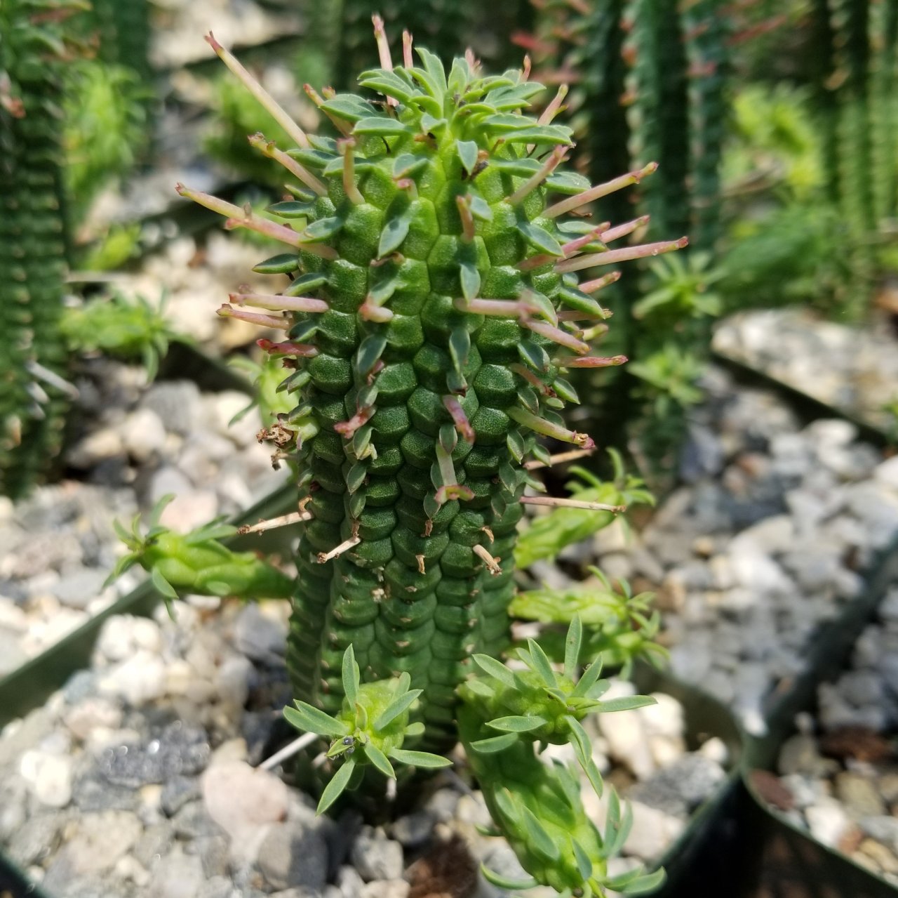 Euphorbia Mammillaris  Nadir Çeşit Kaktüs (5.5 Luk Saksıda)