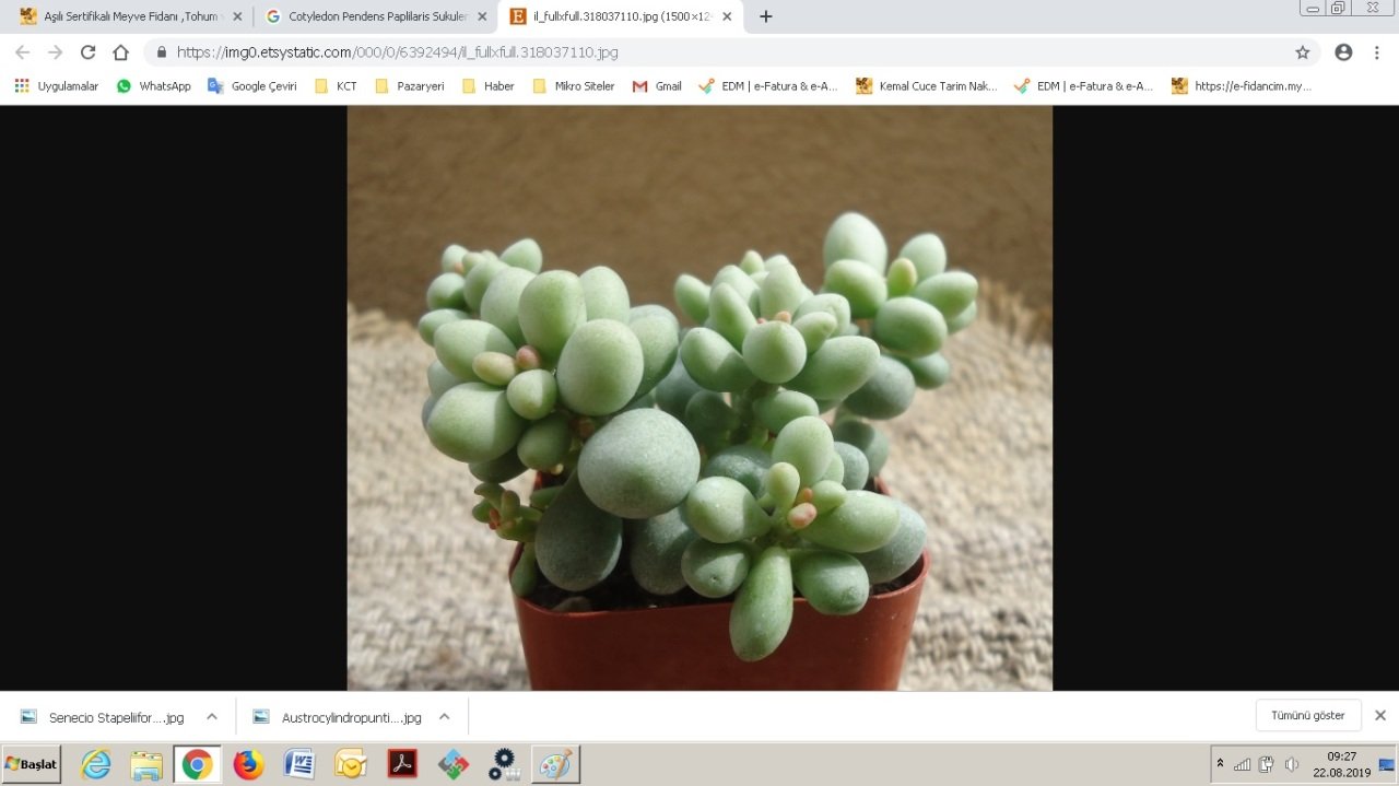 Euphorbia Mammillaris Variegata Kaktüs Batmayan Dikenler(5.5 Luk Saksıda)