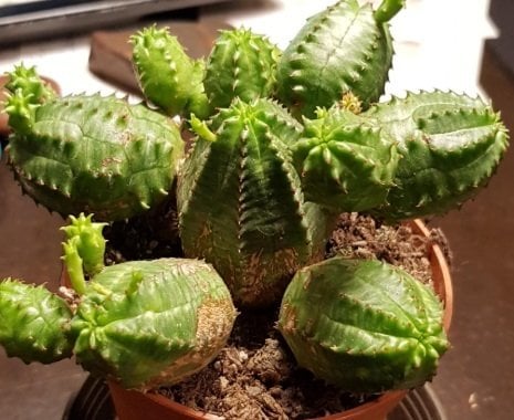 Euphorbia Pseudoglobosa Yavrulu Büyüyen Kaktüs(Cactus), (5.5 Luk Saksıda)