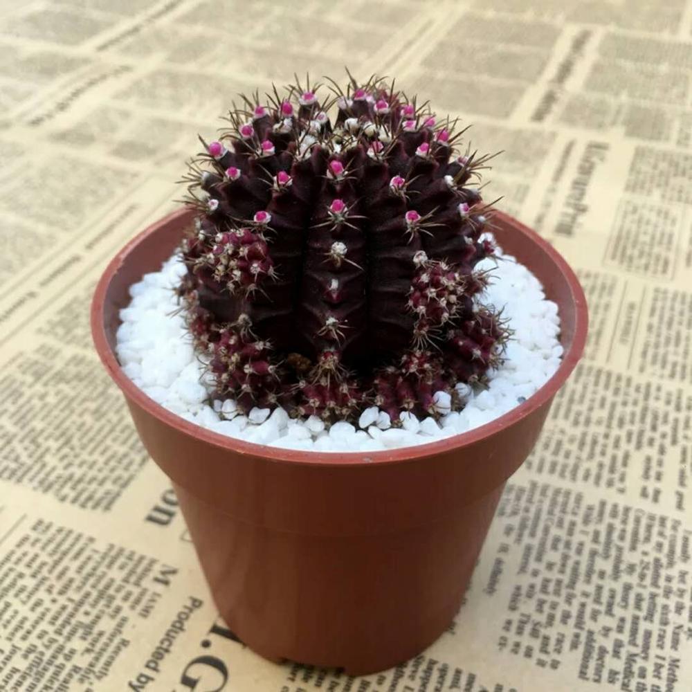 Gymnocalycium Mihanovichii Kahverengi Kaktüs (5.5 Luk Saksıda)