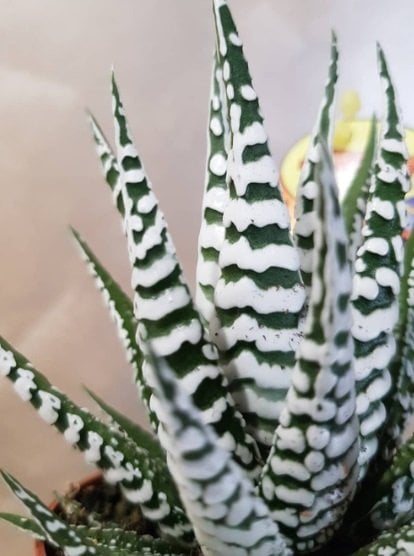 Haworthia Fasciata Alba  Nadir Çeşit Sukulent (5. Luk Saksıda)