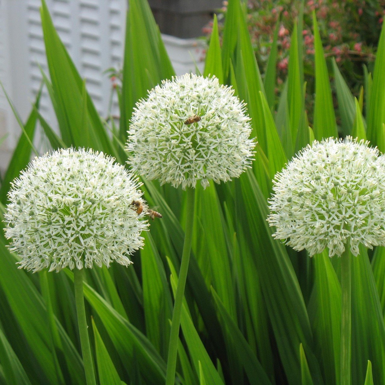 Beyaz Renkli Allium Çiçeği Tohumu (5 tohum)