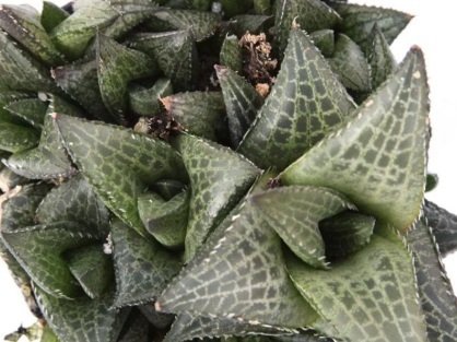 Haworthia Venosa Tessellata Nadir Çeşit Sukulent(5.5 Luk Saksıda)