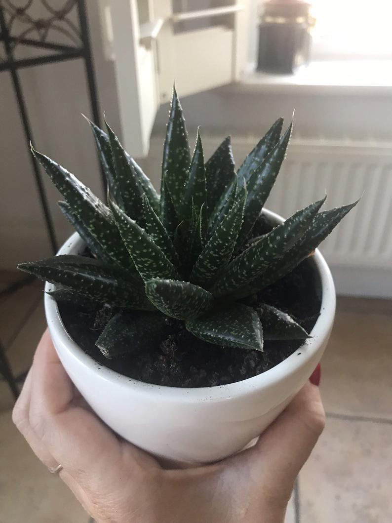 Howarthia Xy Nadir Çeşit Sukulent(5.5 Luk Saksıda)