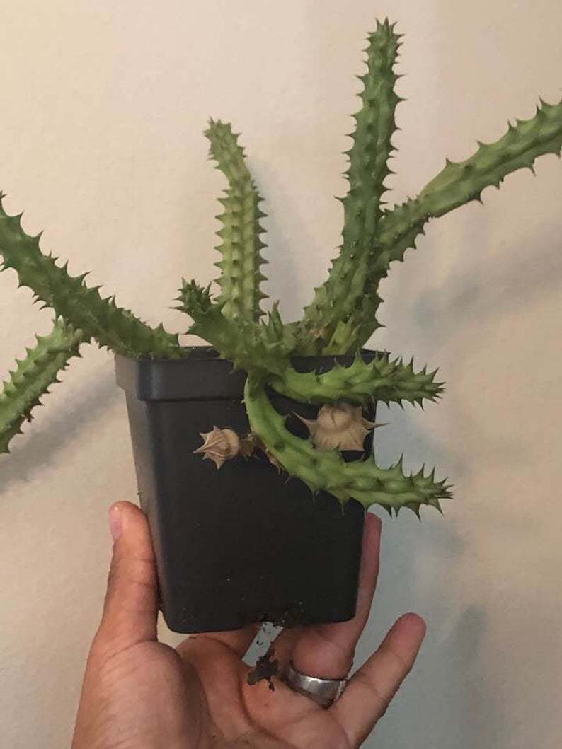 HuerniaSchneideriana Leş Kaktüs(5.5 Luk Saksıda)