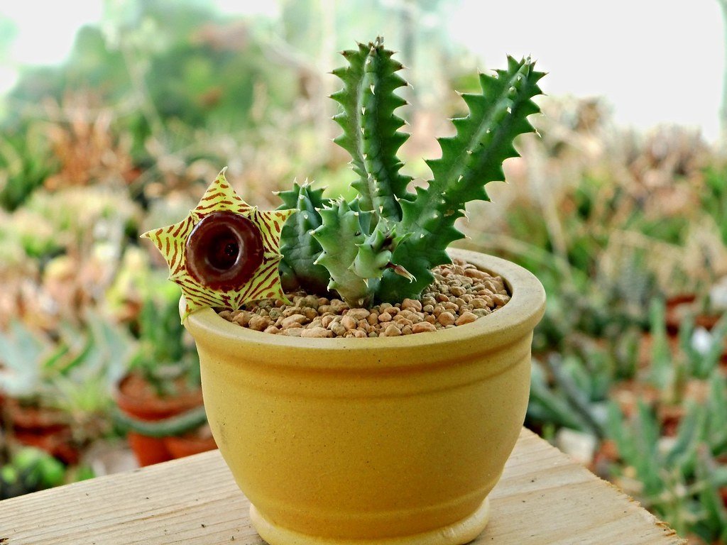 Huernia Zebrina Leş Kaktüs (5.5 Luk Saksıda)