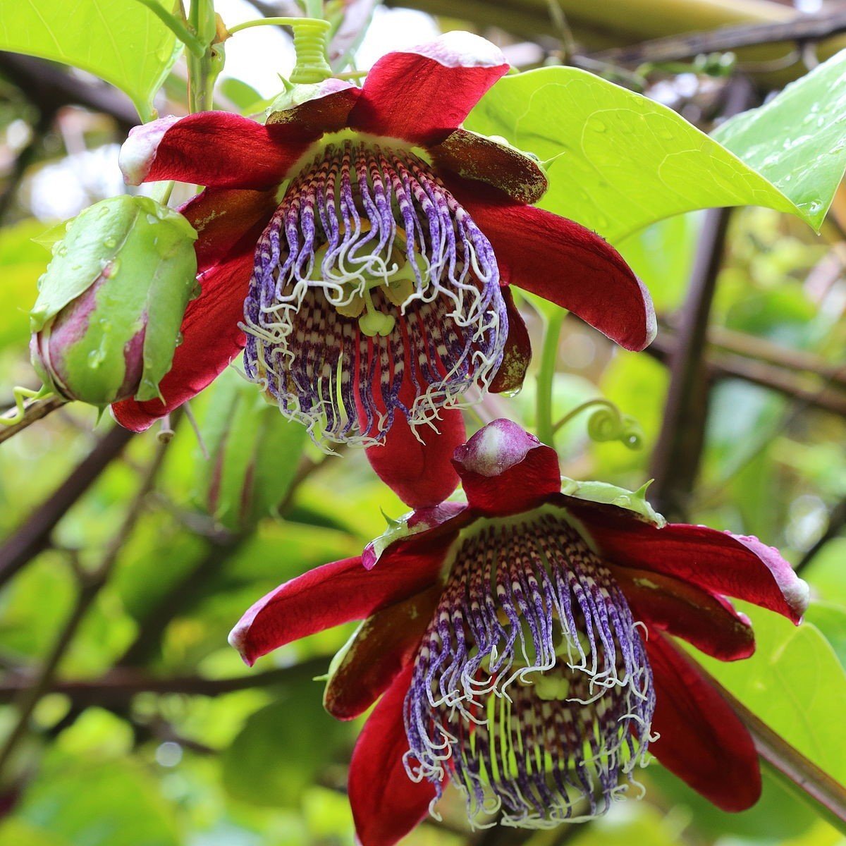 Passiflora Çarkıfelek Çiçeği Tohumu(5 tohum)