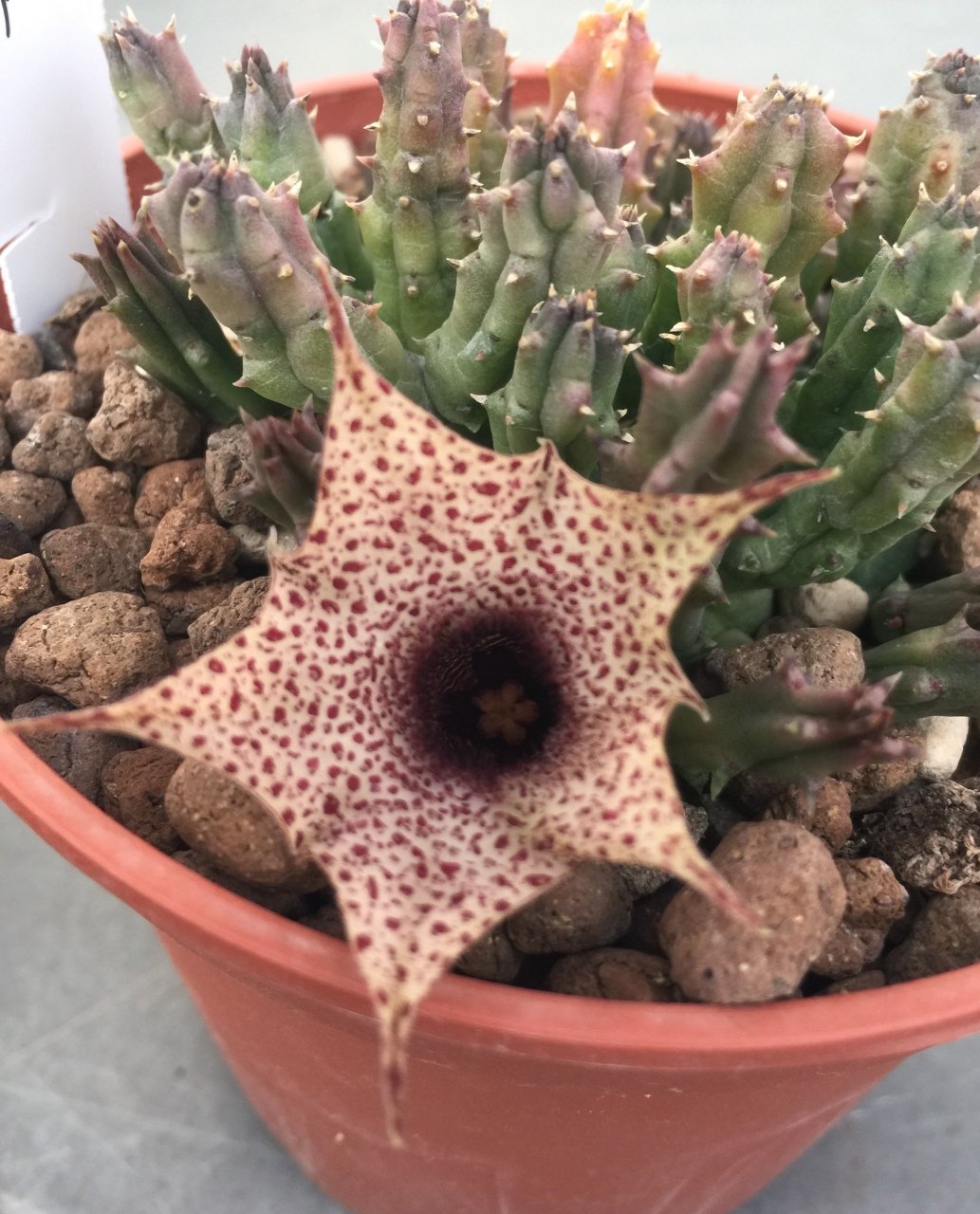 Huernia Zebrina Ssp. İnisigniflora Leş Kaktüs (5.5 Luk Saksıda)