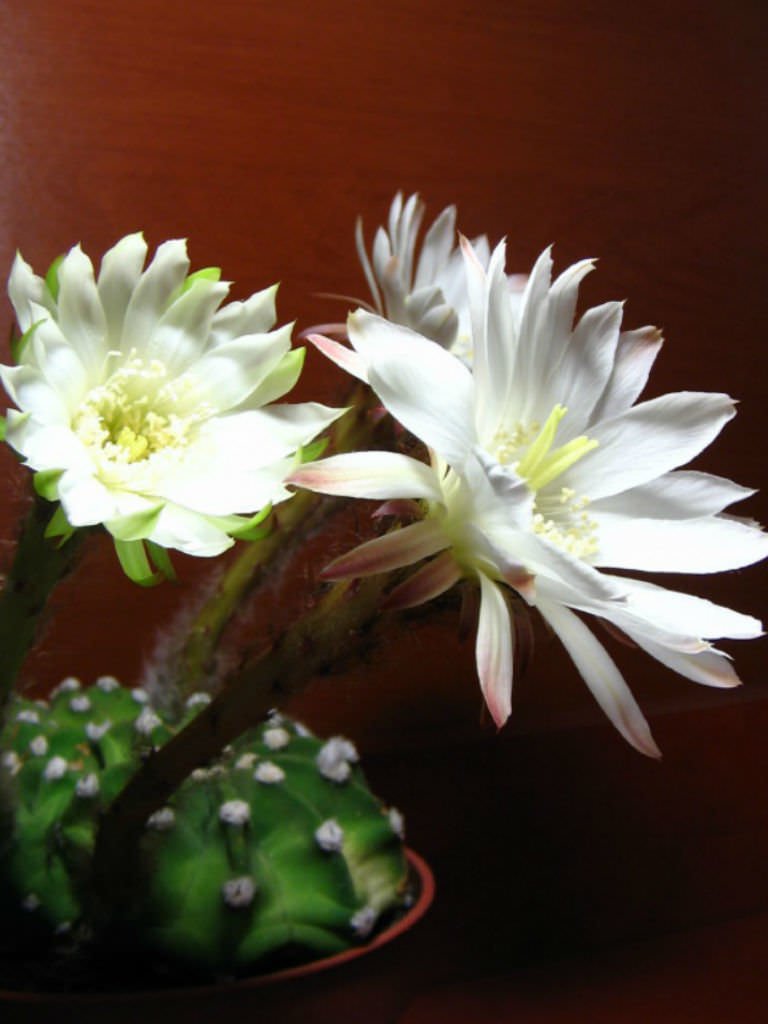 Dev Beyaz Çiçekli Echinopsis Subdenudata Kaktüs (5.5 Luk Saksıda)
