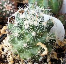 Dev Pembe Çiçekli Mammillaria İnsularis Kaktüs (5.5 luk Saksıda)