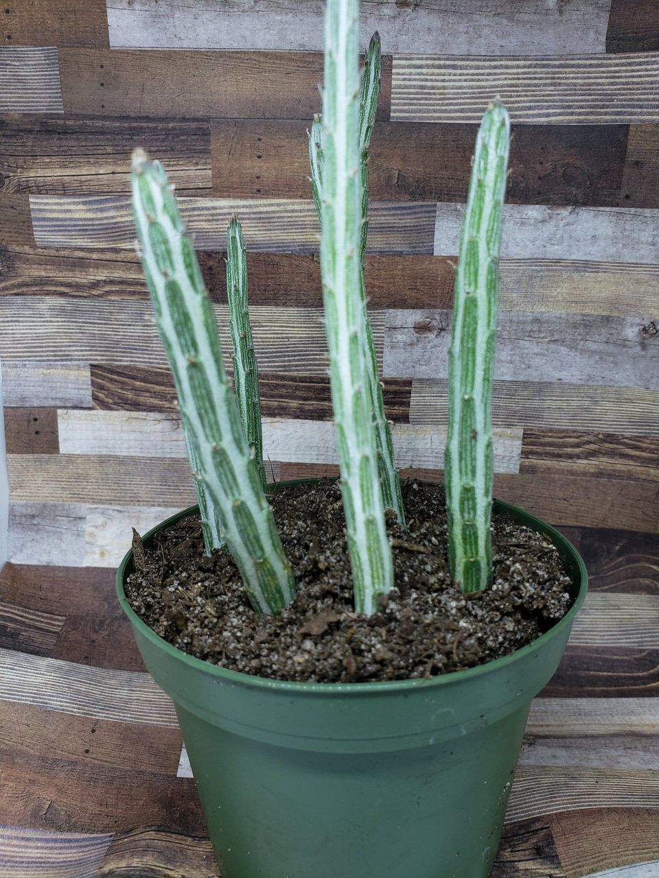 Senecio Stapeliiformis Dikenli Kaktüs(5.5 Luk Saksıda)