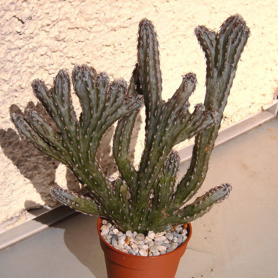 Monvillea Spegazzinii Forma Cristata Kaktüs (5.5 luk Saksıda)