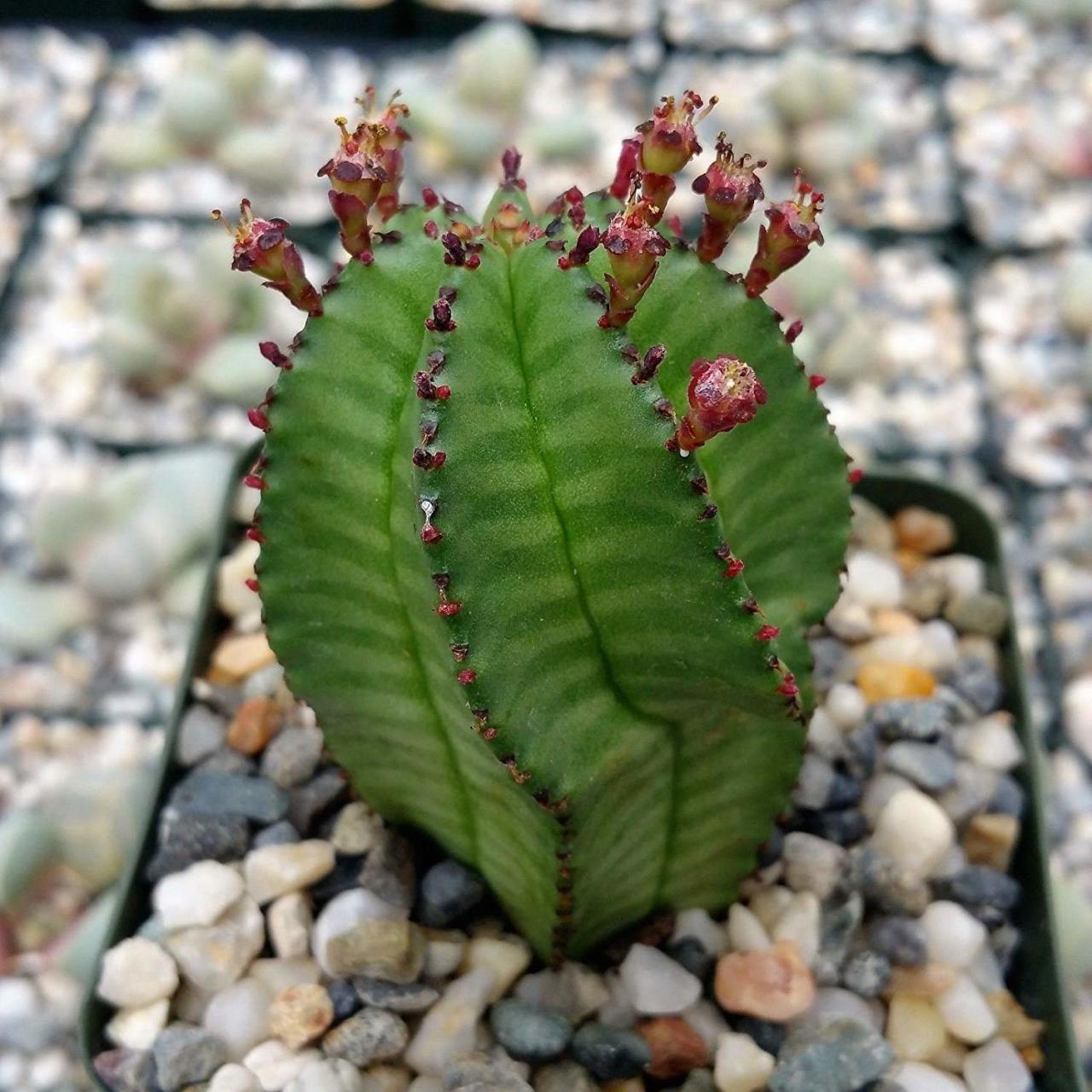 Euphorbia Anoplia Tanzanian Zipper Dikensiz Kaktüs(5.5 Luk Saksıda)