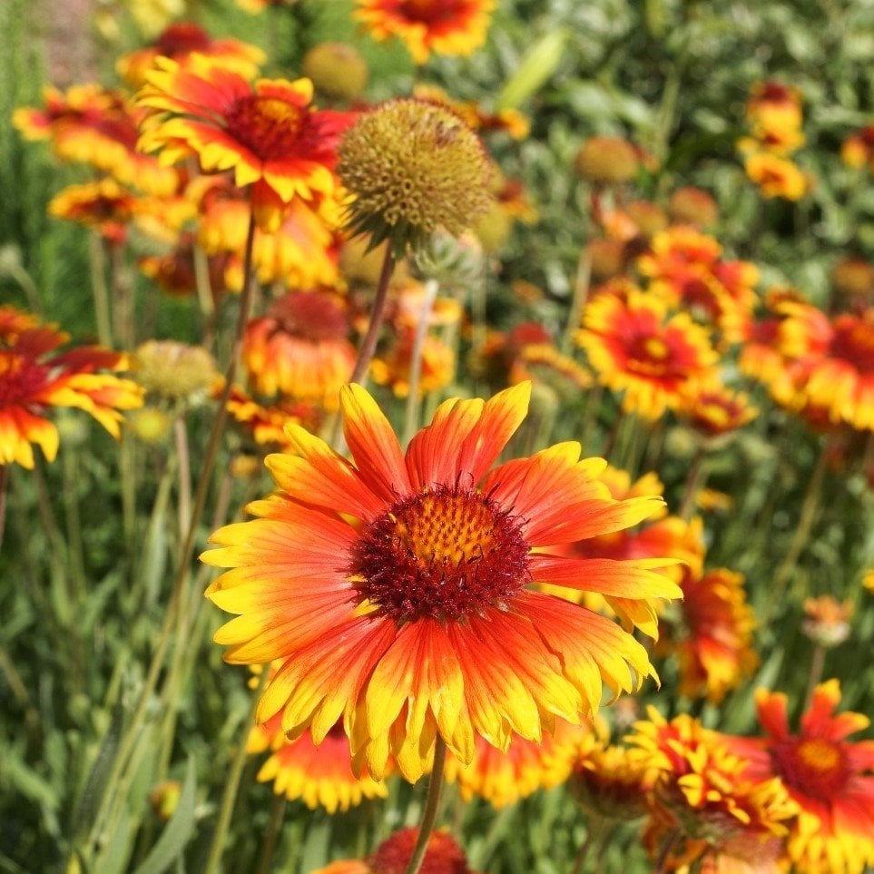 Ateştopu Gaillardiaaristata Gayret Çiçeği Tohumu(30 adet)