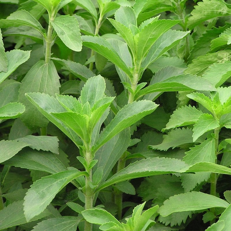 Natural Şeker Otu Stevia Tohumu (20 tohum)