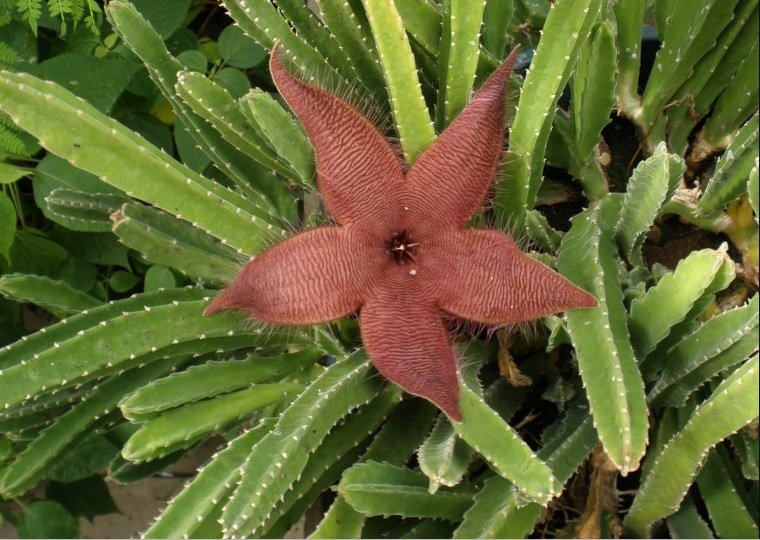 Stapelia Flavirostris Leş Kaktüs (5.5 Luk Saksıda)