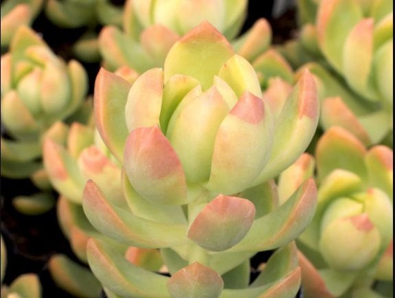Sedum Adolphii Sukulent (5.5 Luk Saksıda)