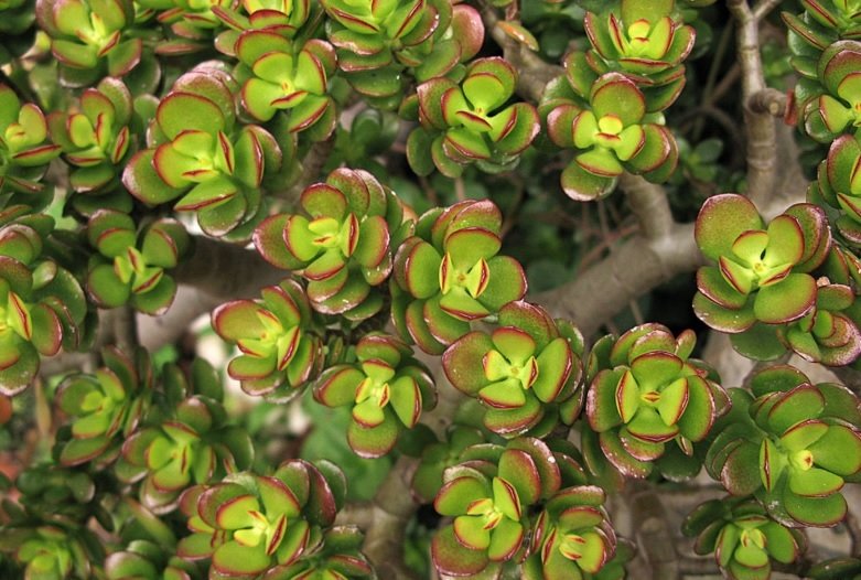 Portulacaria Afra Mediopicta Yeşim Ağacı Sukulent (5.5 Luk Saksıda)