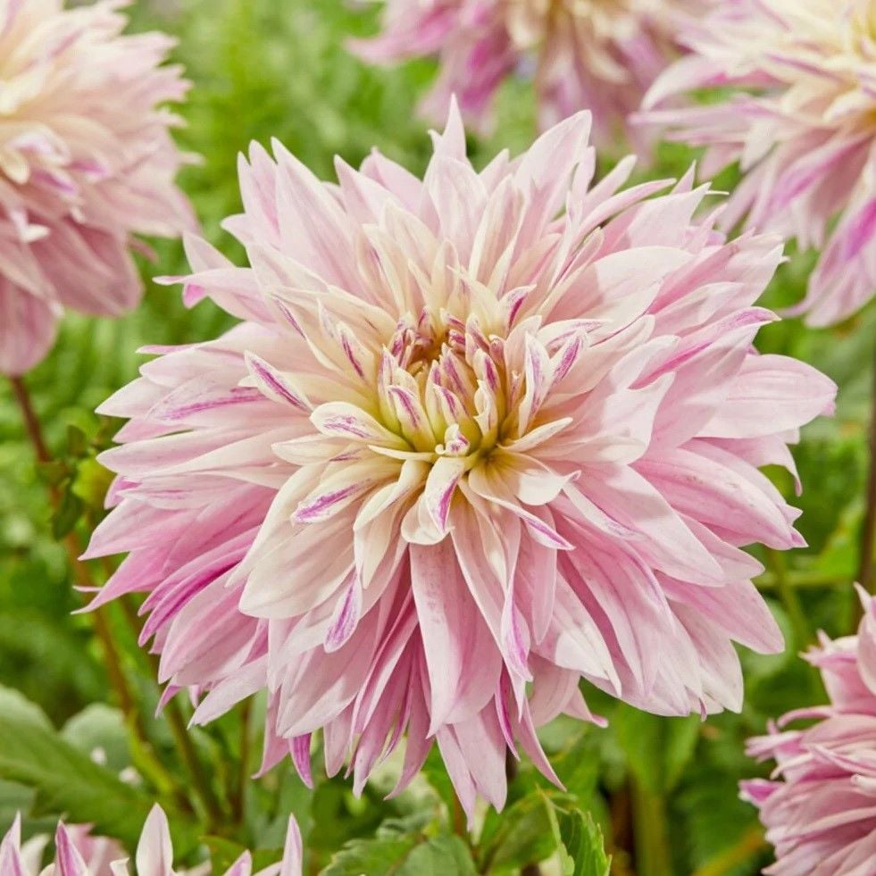 Dev Çiçekli Labyrinth Twotone Dahlia Yıldız Çiçeği Yumrusu (1 adet )