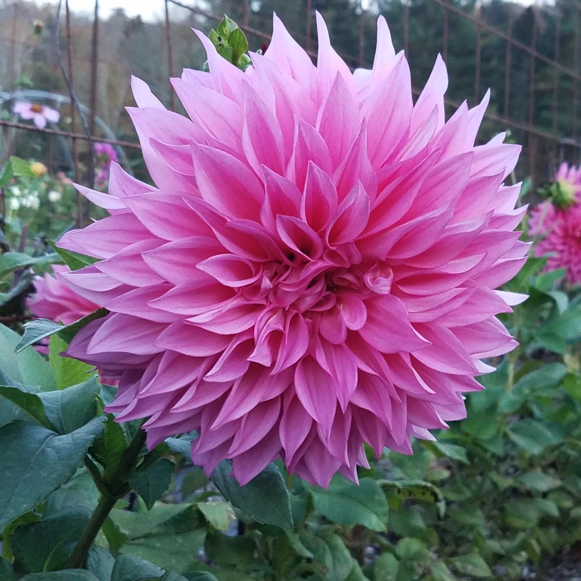 Dev Çiçekli Cafe Au Lait Rose Dahlia Yıldız Çiçeği Yumrusu (1 adet )