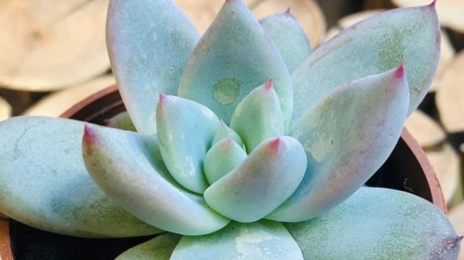 Pachyphytum Compactum Rozet Nadir Çeşit Sukulent (5.5 Luk Saksıda)