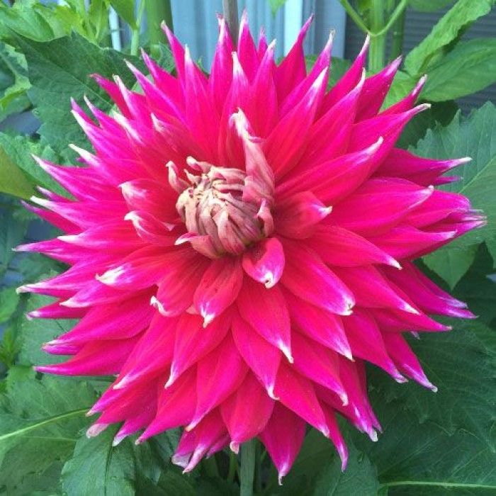 Dev Çiçekli Ac Dark Horse Dahlia Yıldız Çiçeği Yumrusu (1 adet )